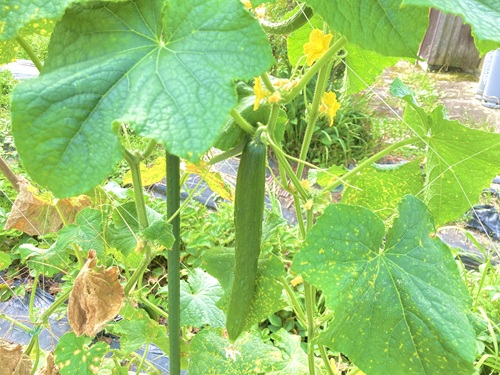 キュウリ収穫アイキャッチ、緑の実と葉