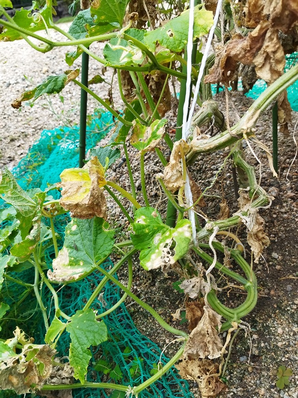 キュウリ後半の枯れ株