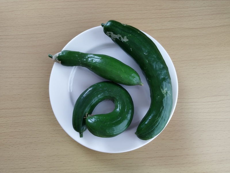 曲がったキュウリ後半収穫