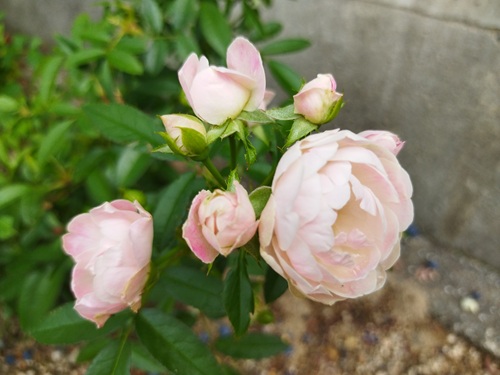 ミニバラ挿し木アイキャッチ、緑とピンク