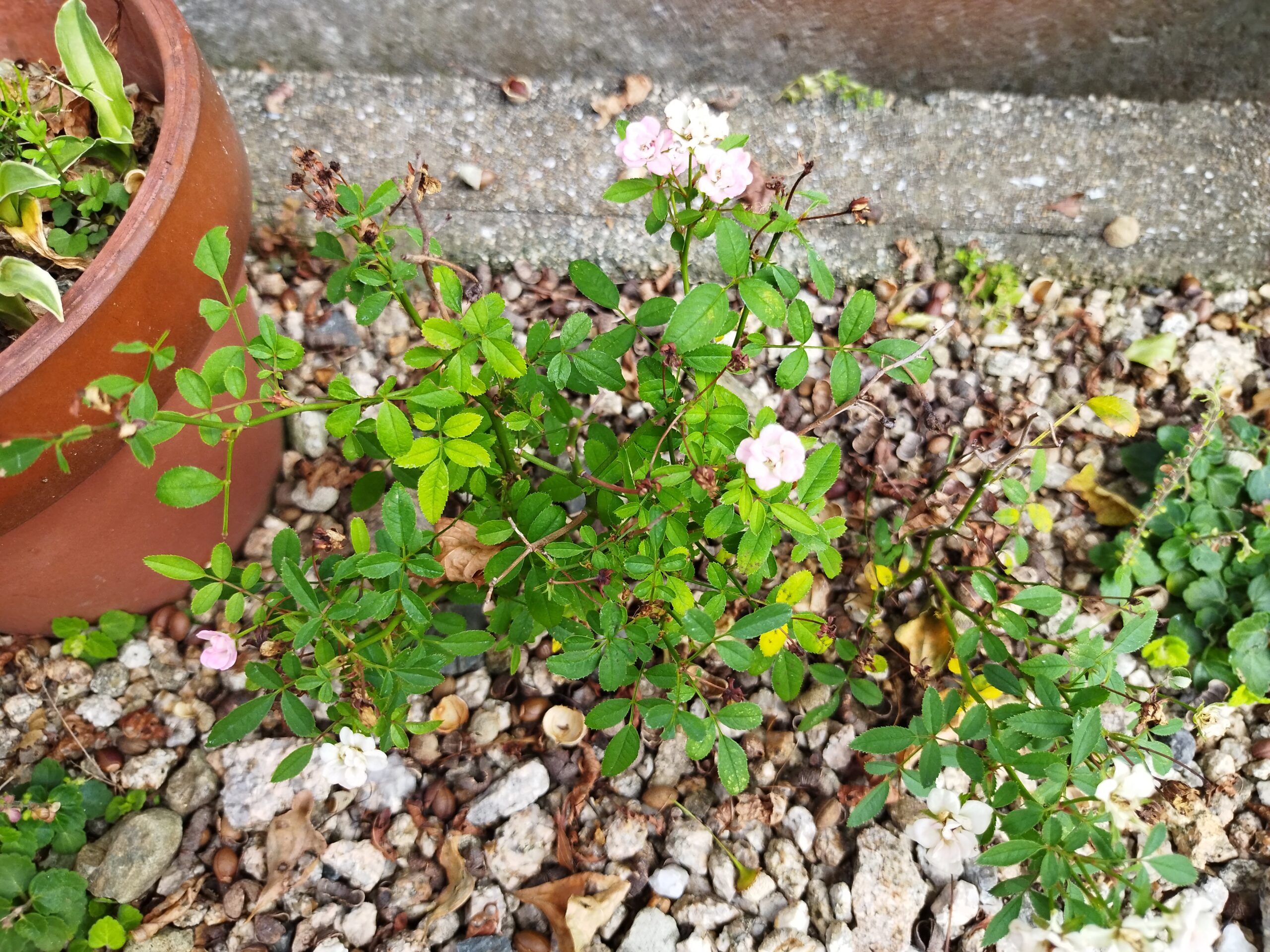 7月に挿し木したマイクロミニバラ、ピンクの花