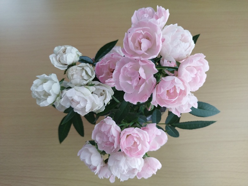 9月のミニバラ、ピンクと白の花が混在