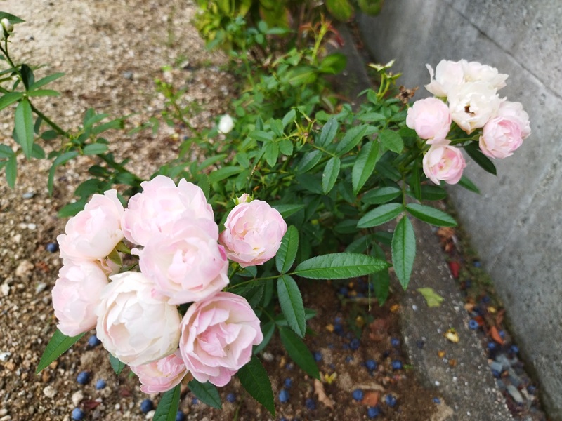 真砂土に挿し木されたミニバラの苗、緑の葉付き