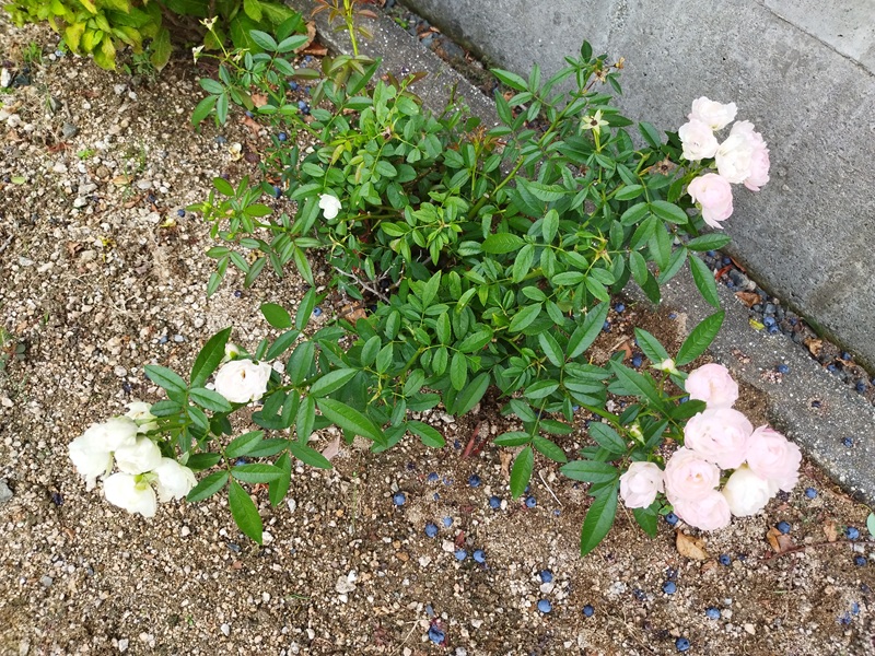 9月のミニバラ、白とピンクの花房が並ぶ