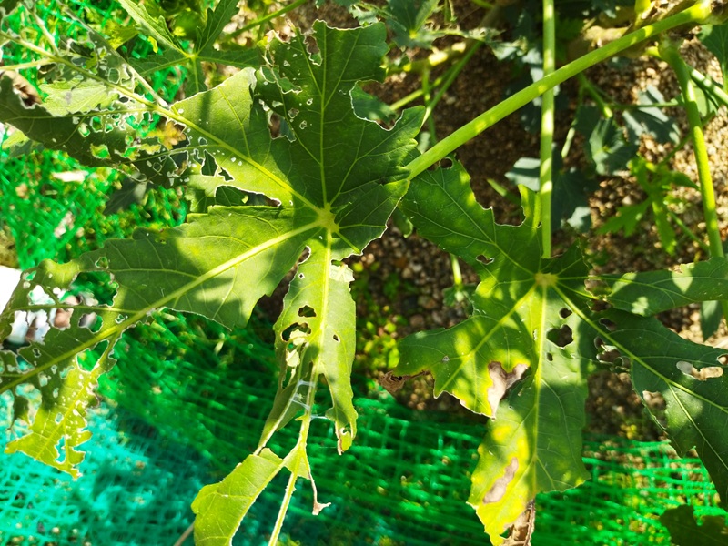 オクラ虫食いの被害葉