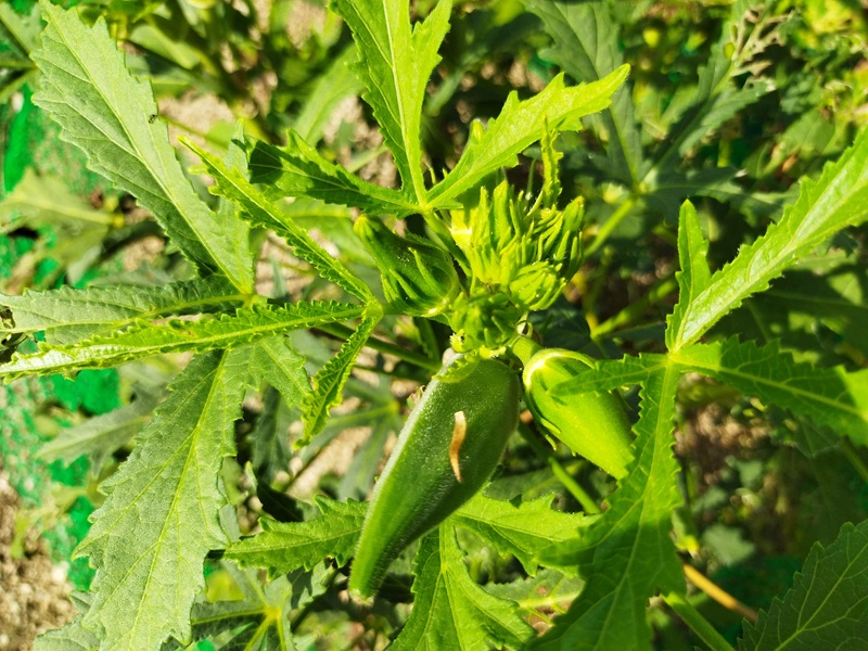 オクラ元気な葉と収穫実
