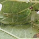 オクラハマキムシの幼虫発見