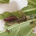 オクラハマキムシのさなぎ