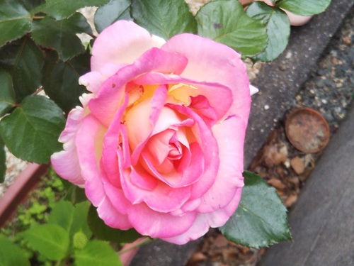 母の日のバラを挿し木で育てて5年、鮮やかなピンク色の花のアップ