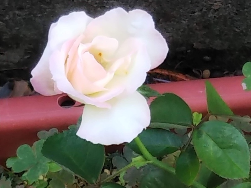 挿し木から1年後に咲いたバラの花