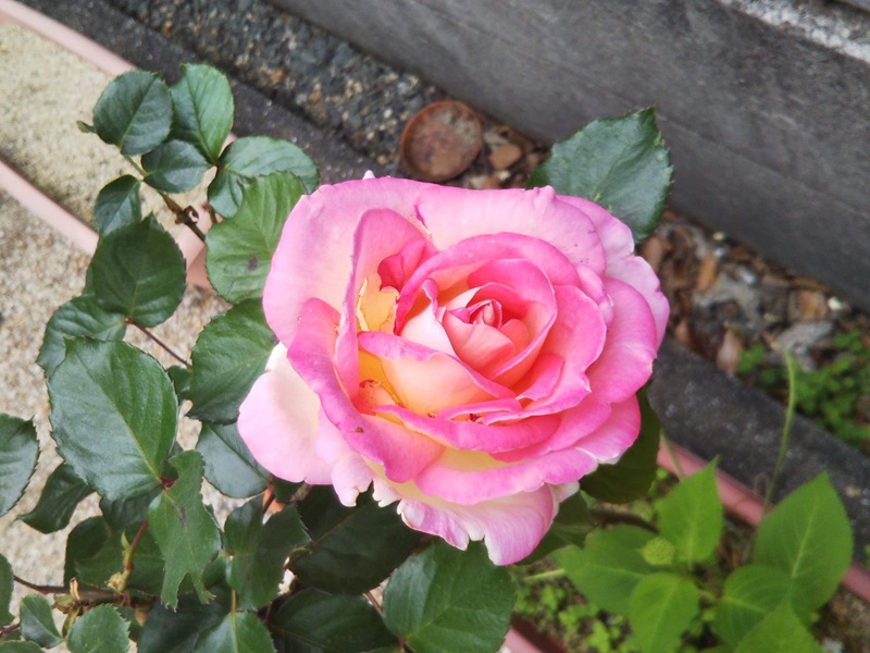 挿し木から5年後に咲いたピンク色のバラの花