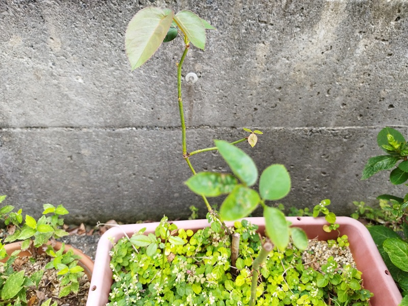 7年経った挿し木のバラの株、枝や新芽が伸びている様子