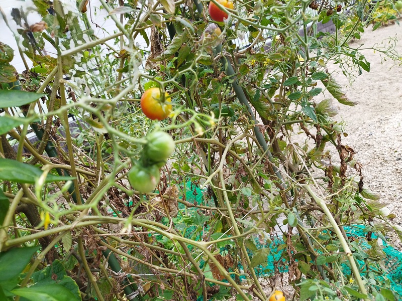 トマト収穫後半の枯れ木と実