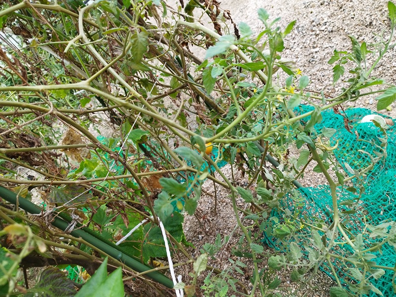 トマト収穫後半の花と小さな実