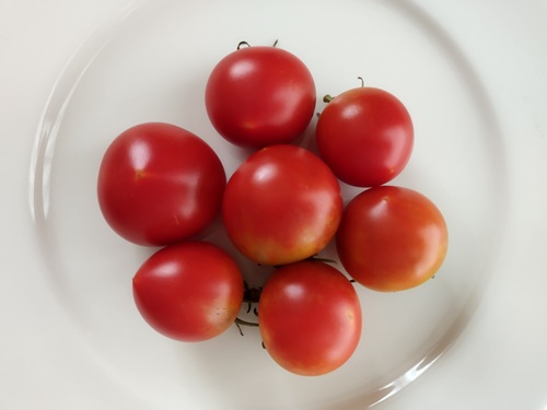 トマト収穫アイキャッチ、赤いミニトマト