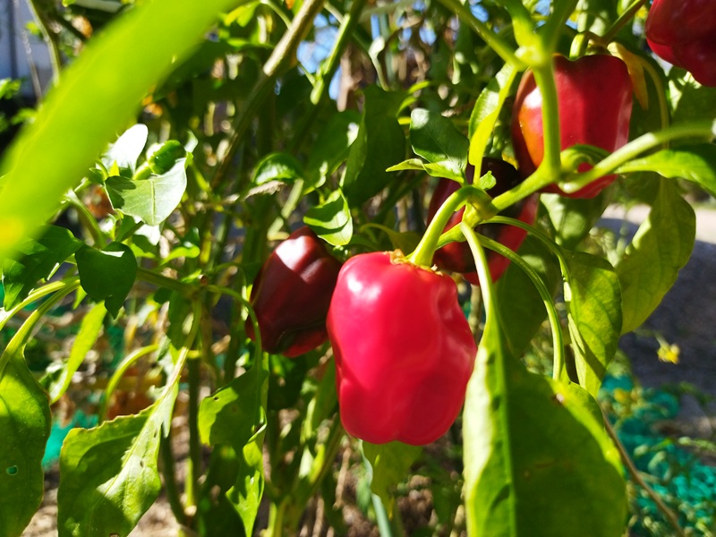 家庭菜園の畑で完熟して赤く色づいたピーマンが実っている様子