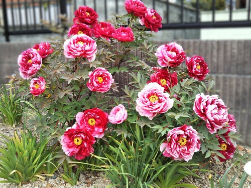 30年以上咲き続ける古株の牡丹が満開になっている写真