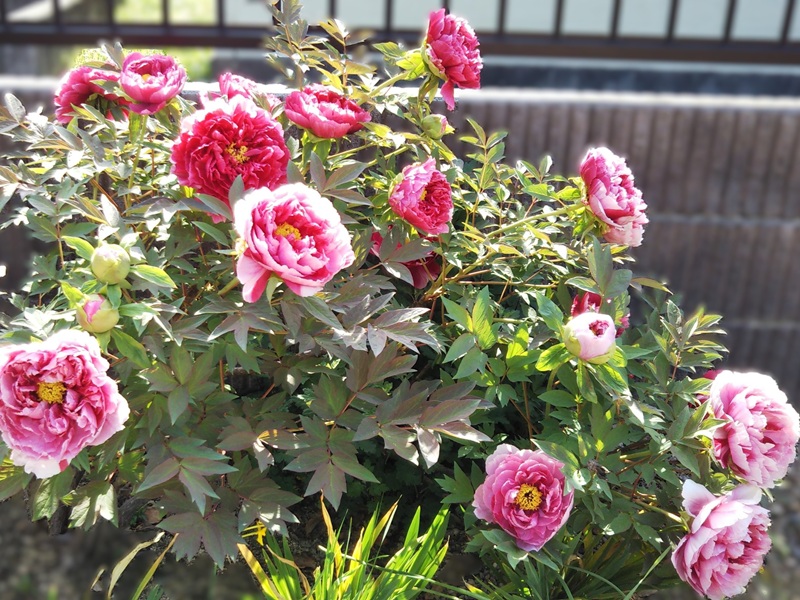 ピンクと赤が混ざった、色合いの牡丹の花が満開に咲いている写真