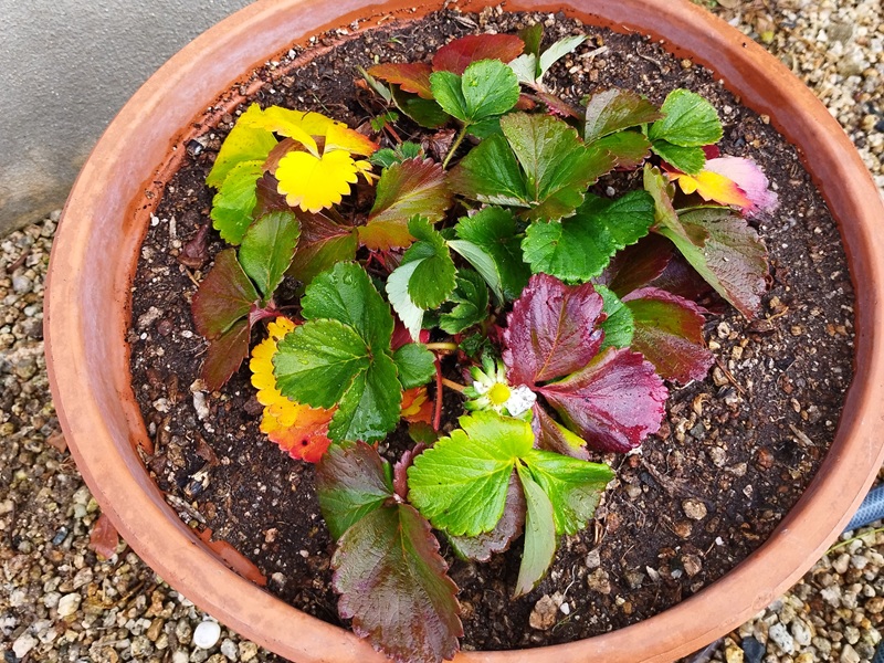 12月22日に植え替えたイチゴの株、紅葉した葉を広げながら花を咲かせている