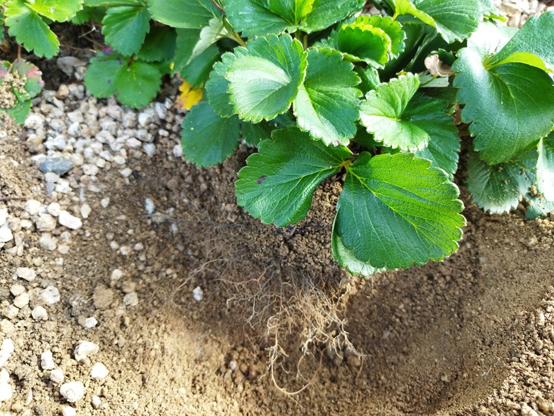 古株の根を傷つけないよう、周囲を広めに掘っている様子