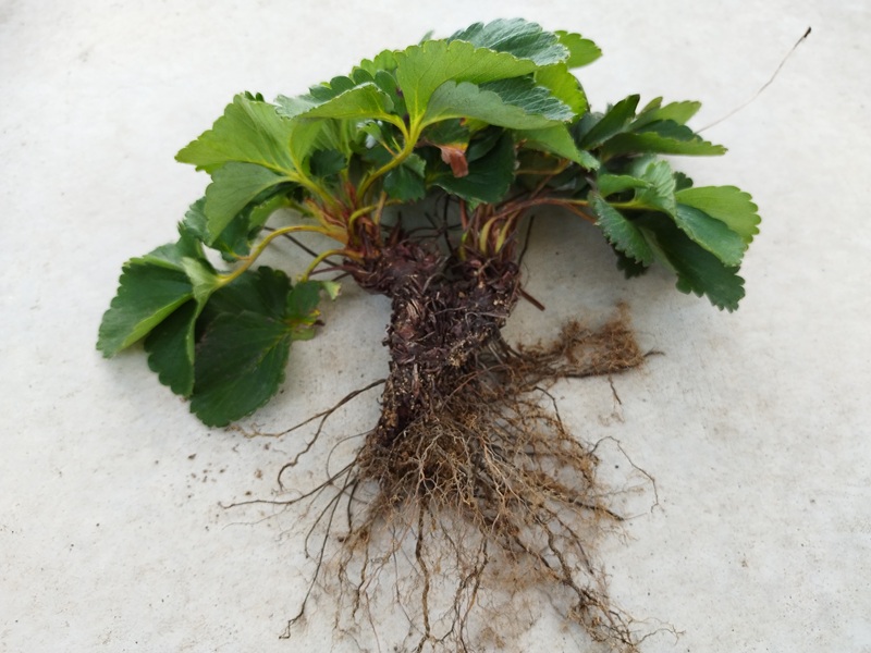 掘り上げた古株、木質化した株元と、20cm近く伸びた長い根が確認できる