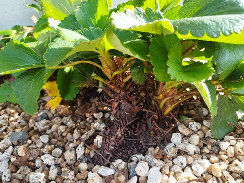 地上に盛り上がった、いちごの古株の株元部分