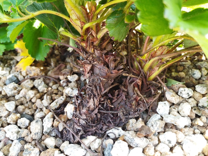 木質化したいちごの古株の株元のアップ、寿命を迎えたサイン