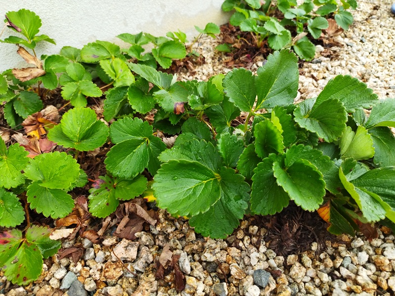 放置して広がったいちごの株全体の様子、古株と新しい株が入り混じっている