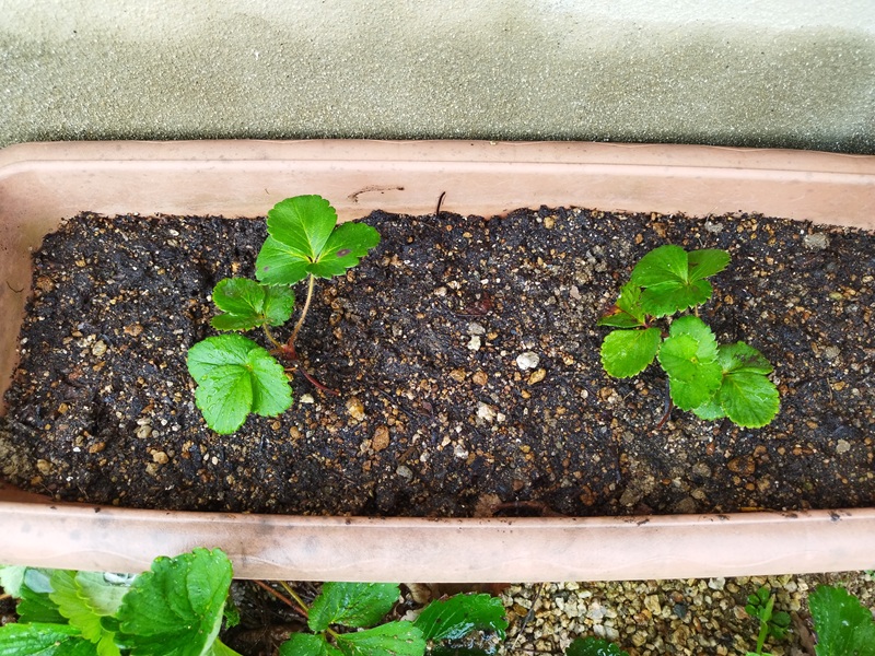 プランターに植え替えた2株のイチゴに、水をたっぷり与えた直後の様子