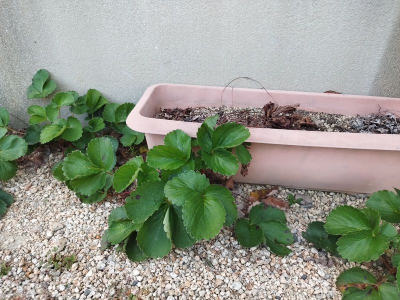 完全に枯れたイチゴの親株と、ランナーで広がる子株が同時に写っている写真