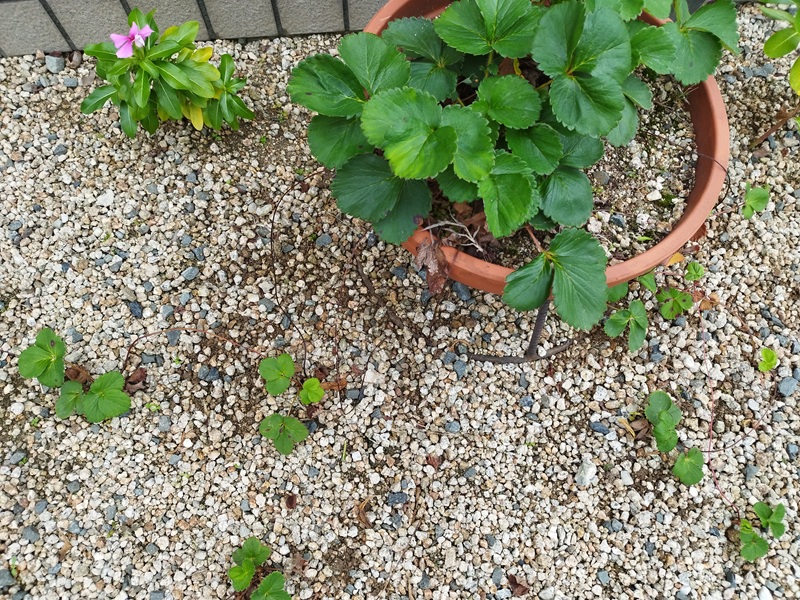 鉢に親株があり、ランナーで増えた子株が周囲に広がっているいちごの株全体の写真。