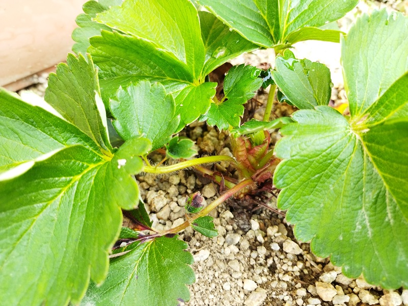 2年目の親株の根元、まだ若く太りすぎていない