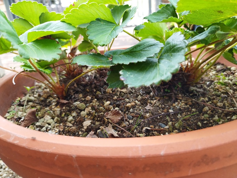 3年目の親株の根元、株元がやや混み合って太くなっている