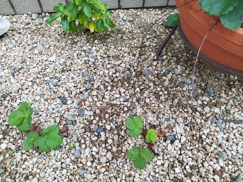 イチゴの親株から第一子株・第二子株とつながっている様子