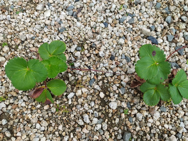 10月中旬、植え替え前のイチゴの子株が土に根を下ろしている様子