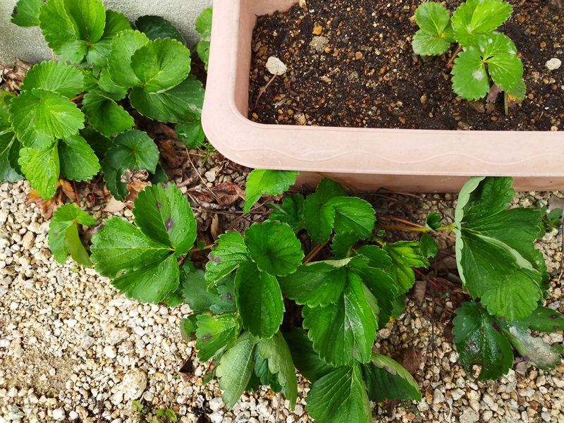 プランターのすぐ横で脇芽が出て窮屈そうになっているいちごの株