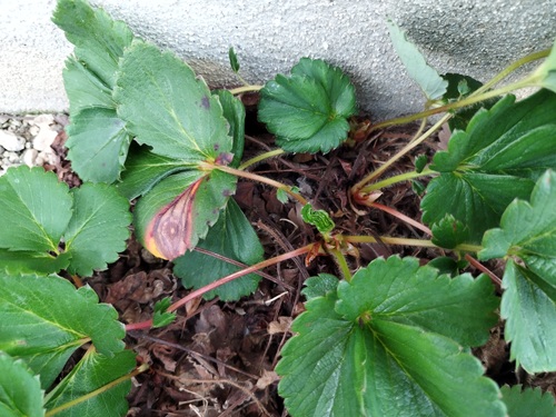 狭い場所で脇芽が増えて混み合っているいちごの株