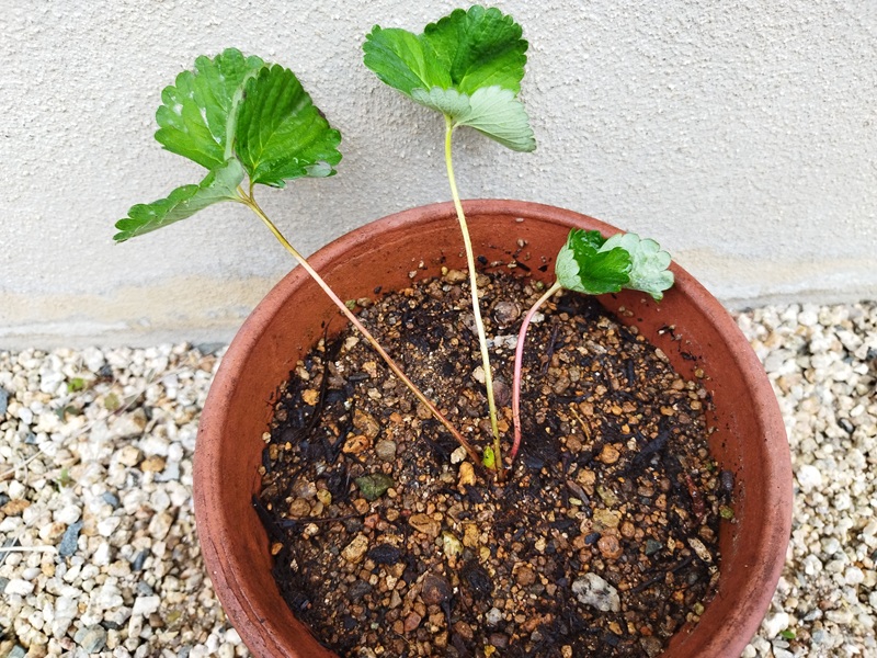 鉢に植え替えたばかりのいちごの脇芽株