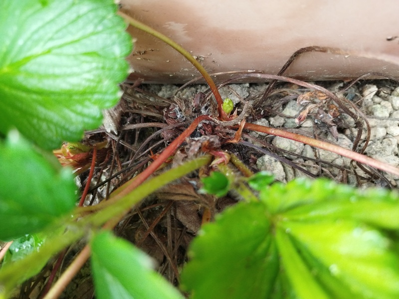 いちごの株元から伸びた脇芽のアップ写真。クラウン近くに新しい芽が見える