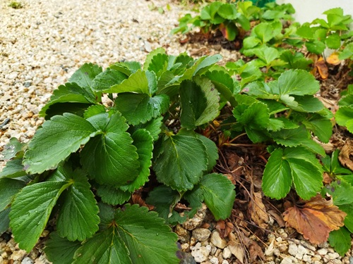 ランナーが次々と伸びて,自然に地植え状態になっているイチゴ