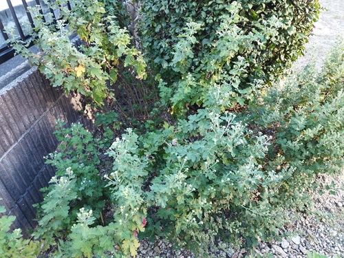地植えで植えっぱなしにした菊が背丈が伸びすぎて倒れている様子
