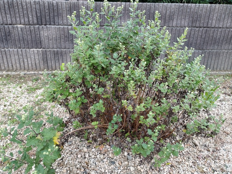 古株になり形が崩れて下葉が枯れ始めた小菊の株