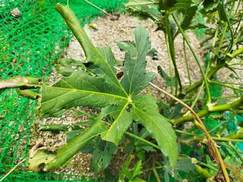 ハマキムシによって丸まったオクラの葉