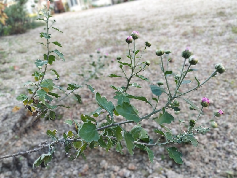 茎が長く伸びて地面に倒れた状態で咲きかけているピンクの菊