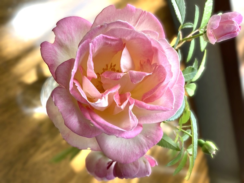 挿し木して7年目、今年咲いたバラの切り花