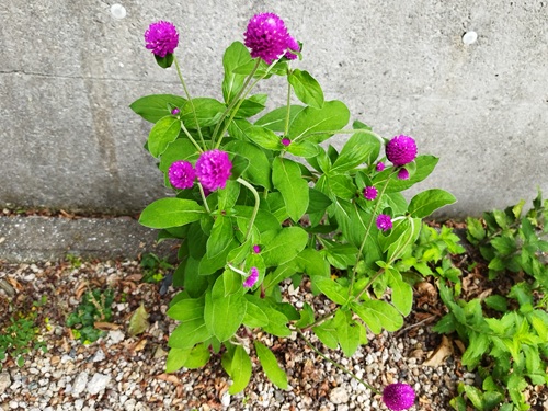 庭に咲く濃いピンク色の千日紅の花をアップで撮影した写真