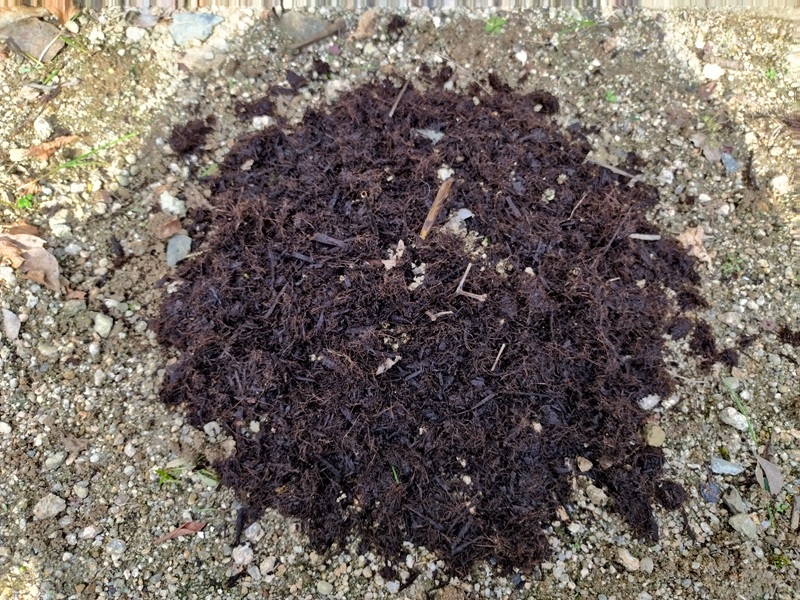 冬の霜よけとして腐葉土を薄く敷いたシャクヤクの株元