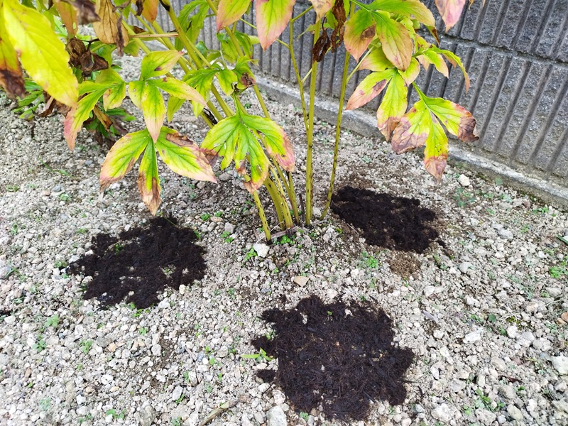 油かすの玉肥を置いたシャクヤクの株元に腐葉土を薄く撒いた状態。冬に向けた管理の様子