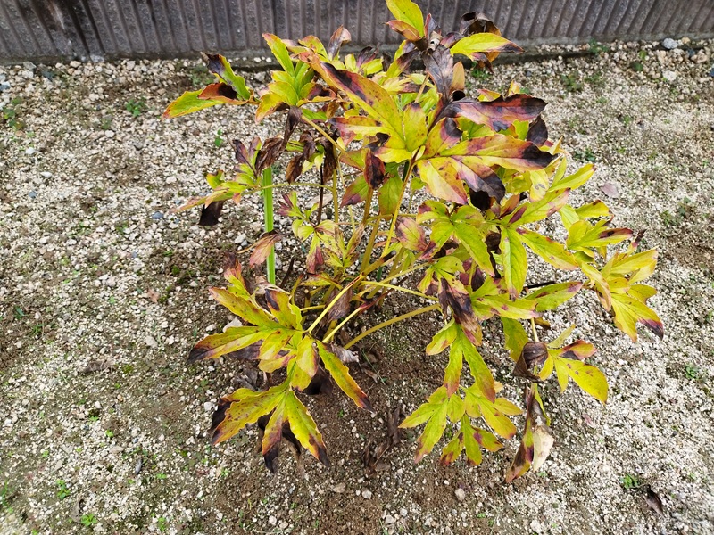 秋になり葉が黄色く枯れ始めたシャクヤクの様子