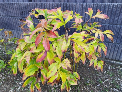 葉が枯れ始めた秋のシャクヤクの株の様子。秋の管理と施肥のタイミングを見極める目安。